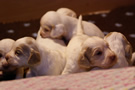 Clumber Spaniel Welpen - puppies