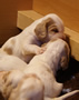 Clumber Spaniel Welpen - puppies