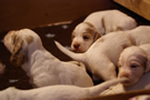 Clumber Spaniel Welpen - puppies