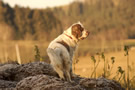 Dukeries' Clumber Spaniel Aven