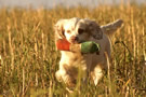 Dukeries' Clumber Spaniel Sparkle