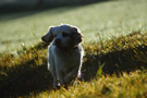 Dukeries' Clumber Spaniel Sparkle