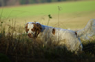 Dukeries' Clumber Spaniel Aven