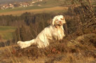 Clumber Spaniel