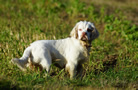 Clumber Spaniel