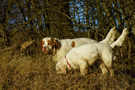 Dukeries' Clumber Spaniel Leya