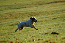 Dukeries' Clumber Spaniel Leya