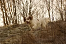 Dukeries' Clumber Spaniel Leya