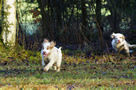 Clumber Spaniel