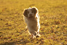 Clumber Spaniel