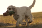 Clumber Spaniel beim Dummytraing