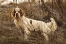 Clumber Spaniel