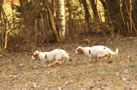 Dukeries' Clumber Spaniel Leya