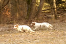 Dukeries' Clumber Spaniel Leya