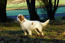 Dukeries' Clumber Spaniel Leya