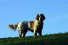 Clumber Spaniel