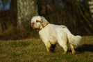 Dukeries' Clumber Spaniel Sparkle