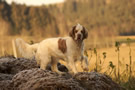 Clumber Spaniel