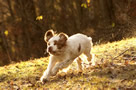 Dukeries' Clumber Spaniel Leya