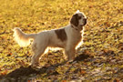 Dukeries' Clumber Spaniel Aven