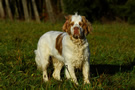 Clumber Spaniel