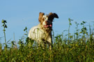 Clumber Spaniel