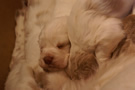 Clumber Spaniel Welpen - puppies