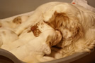 Clumber Spaniel Welpen - puppies