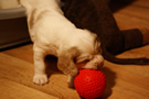 Clumber Spaniel Welpen - puppies