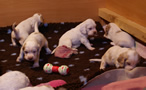 Clumber Spaniel Welpen - puppies