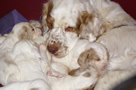 Clumber Spaniel Welpen - puppies