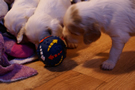 Clumber Spaniel Welpen - puppies