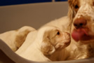 Clumber Spaniel Welpen - puppies