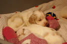 Clumber Spaniel Welpen - puppies