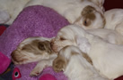 Clumber Spaniel Welpen - puppies