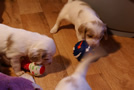 Clumber Spaniel Welpen - puppies