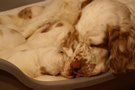 Clumber Spaniel Welpen - puppies