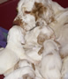 Clumber Spaniel Welpen - puppies