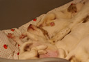 Clumber Spaniel Welpen - puppies