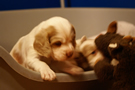 Clumber Spaniel Welpen - puppies