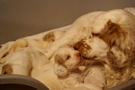 Clumber Spaniel Welpen - puppies