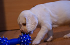 Clumber Spaniel Welpen - puppies