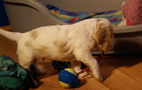 Clumber Spaniel Welpen - puppies