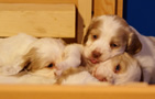 Clumber Spaniel Welpen - puppies