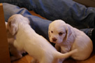 Clumber Spaniel Welpen - puppies