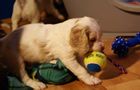 Clumber Spaniel Welpen - puppies