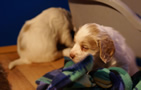 Clumber Spaniel Welpen - puppies