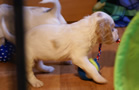 Dukeries' Clumber Spaniel Leya
