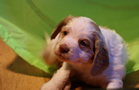 Clumber Spaniel Welpen - puppies