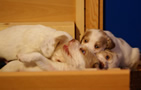 Clumber Spaniel Welpen - puppies